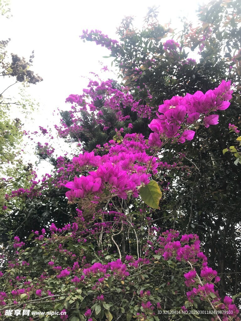 三角梅