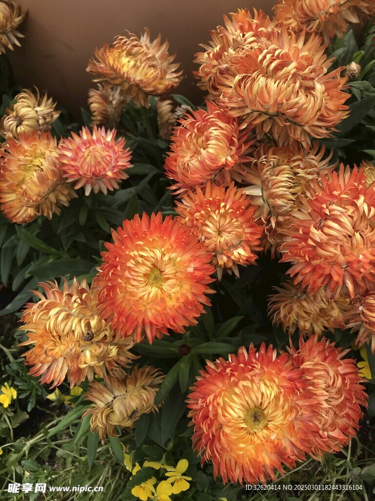 蜡菊 麦秆菊