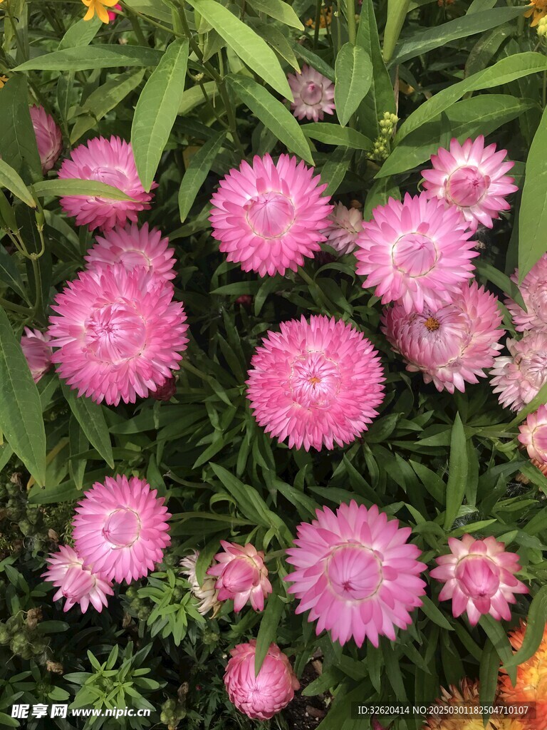 蜡菊 麦秆菊