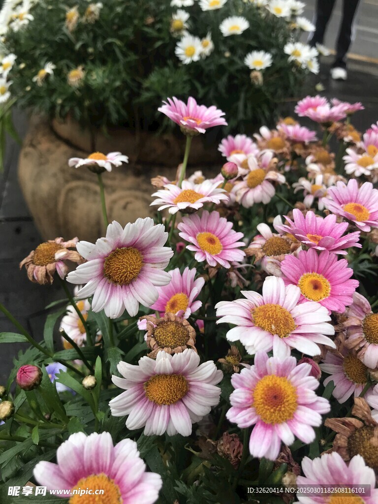 木茼蒿