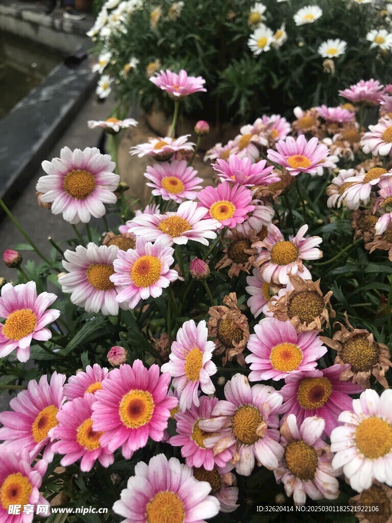 木茼蒿