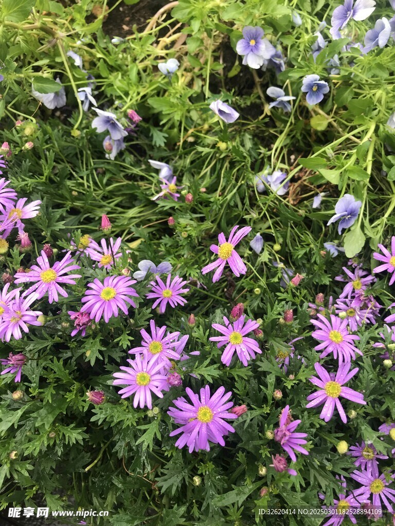 木茼蒿