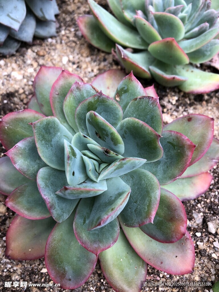 多肉