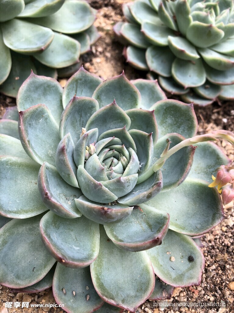 多肉
