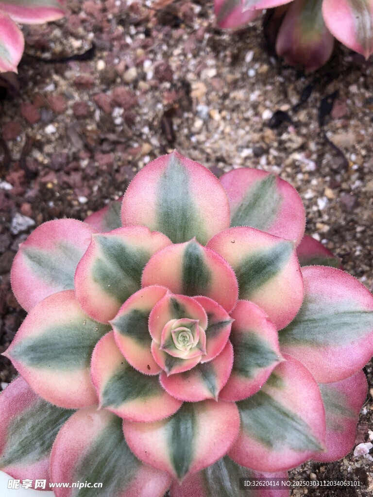 多肉