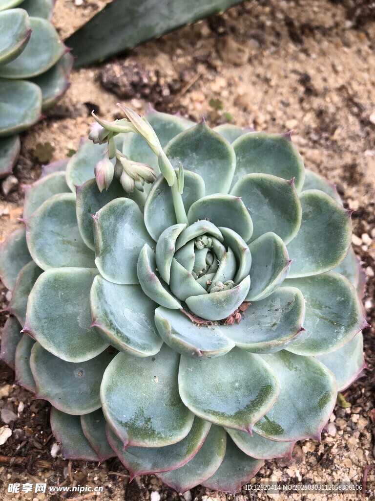 多肉