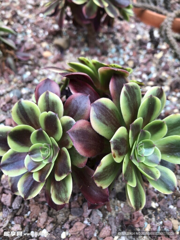 多肉