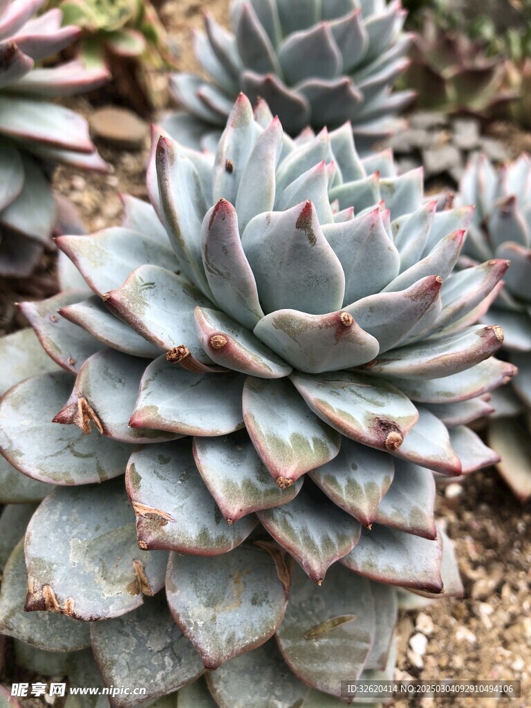 多肉