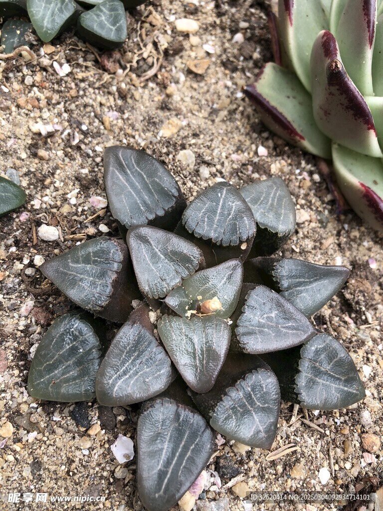多肉