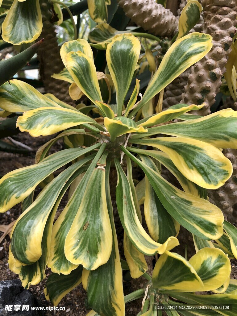 贝信麒麟 