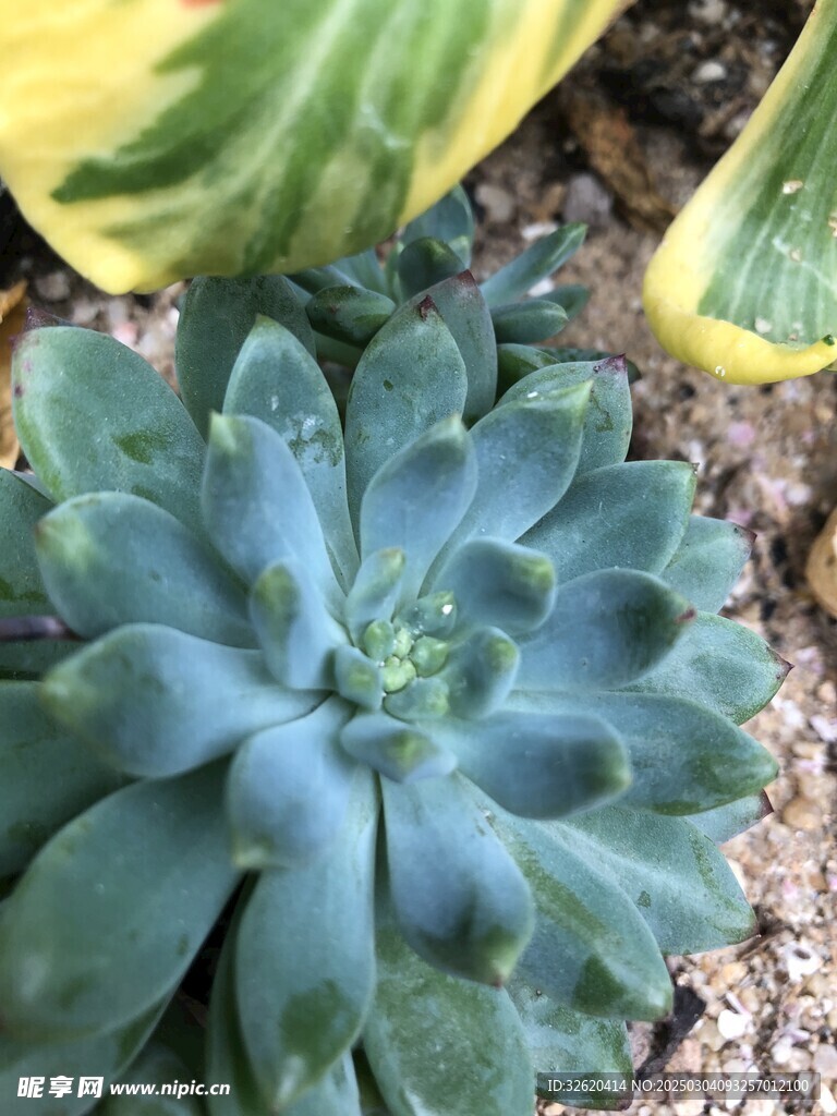 多肉