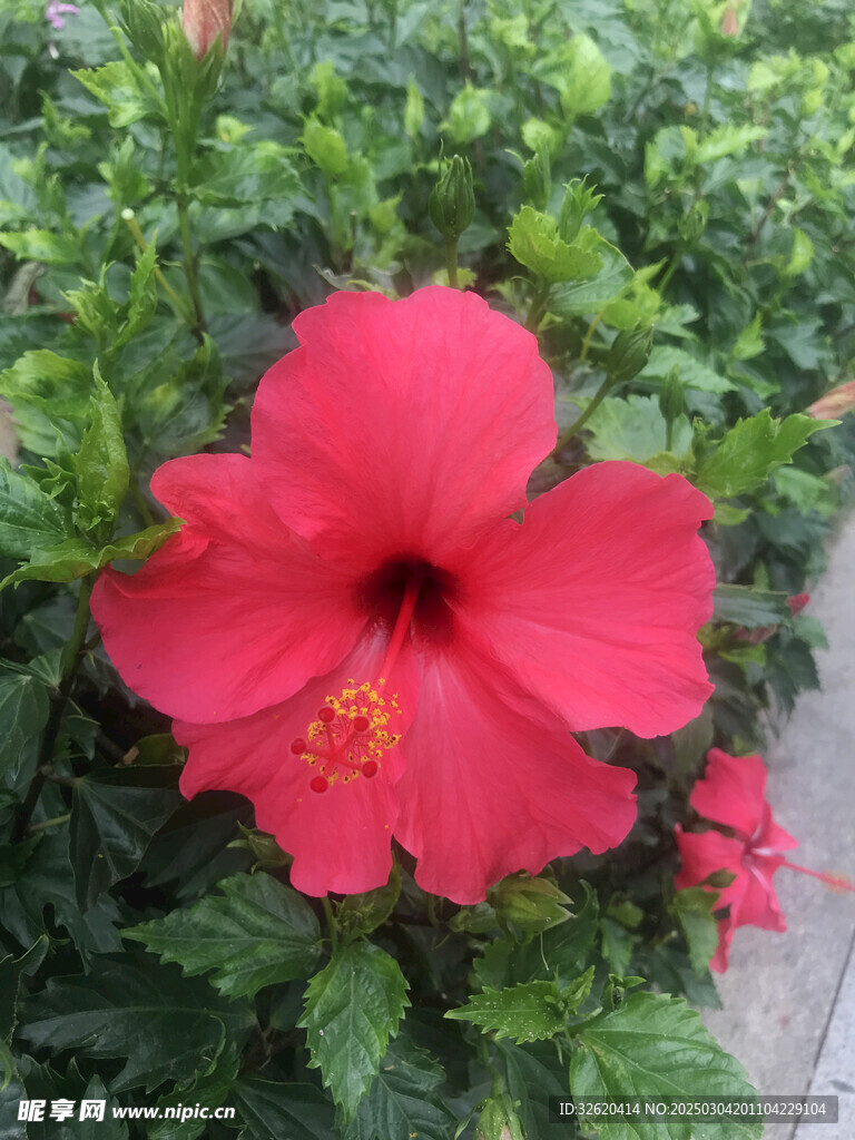 大红花 朱槿花