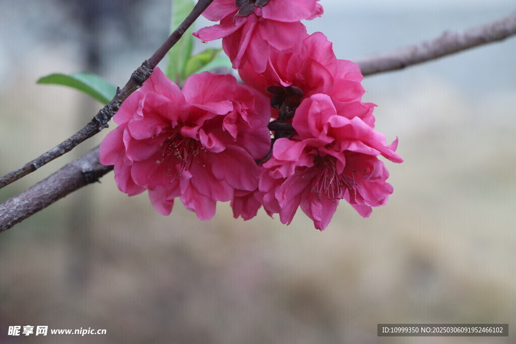 桃花