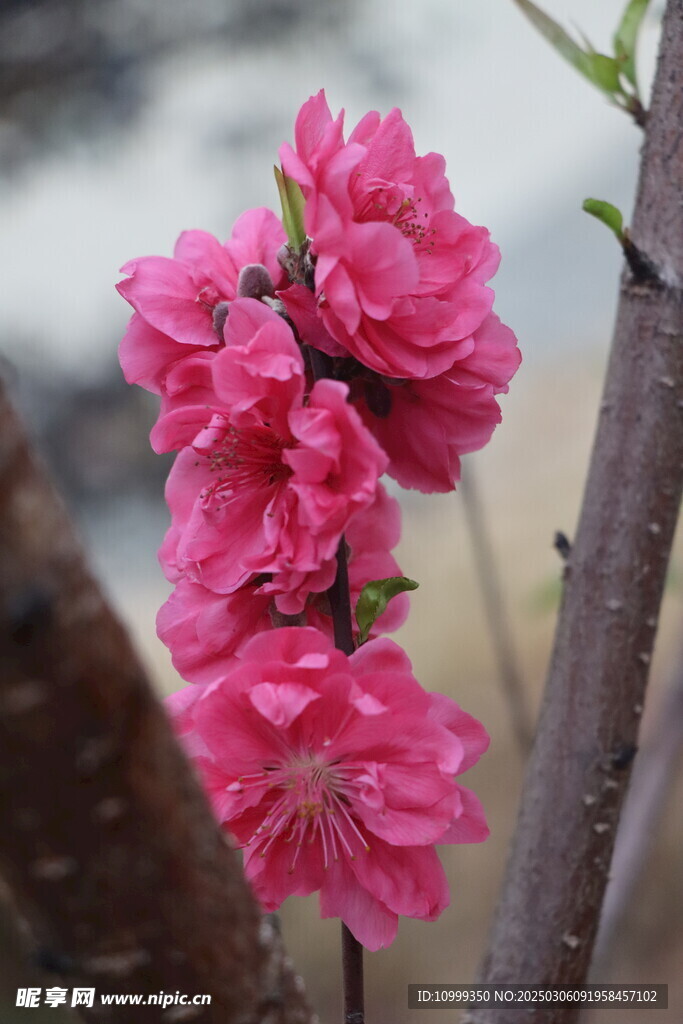 桃花