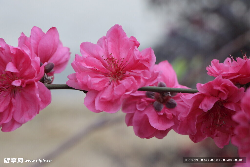 桃花
