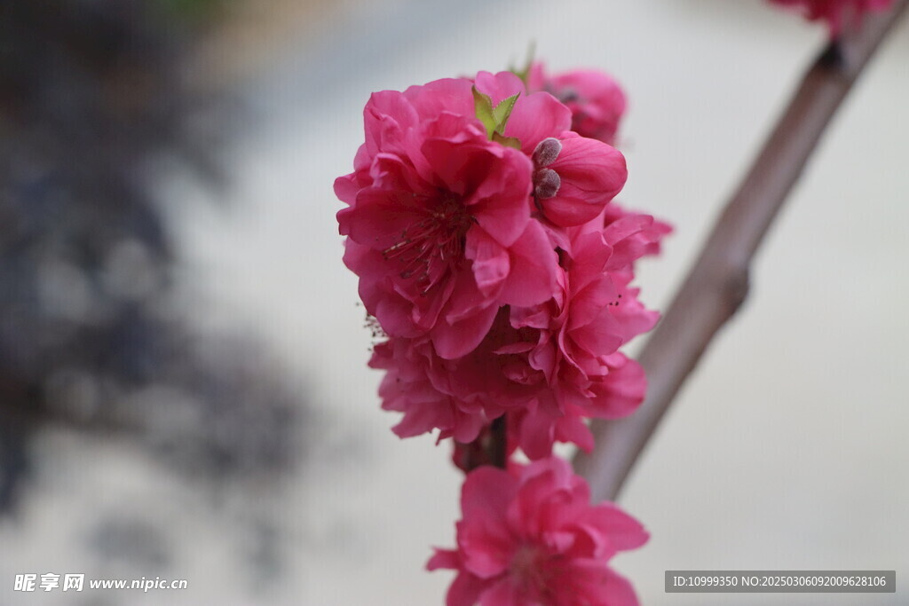桃花