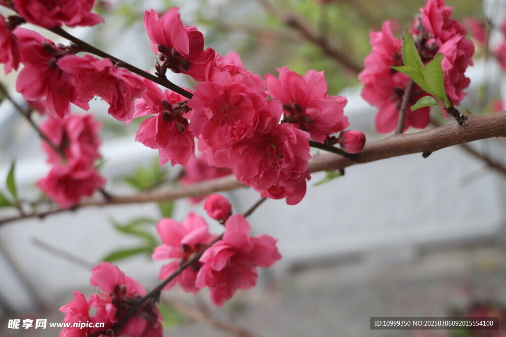 桃花