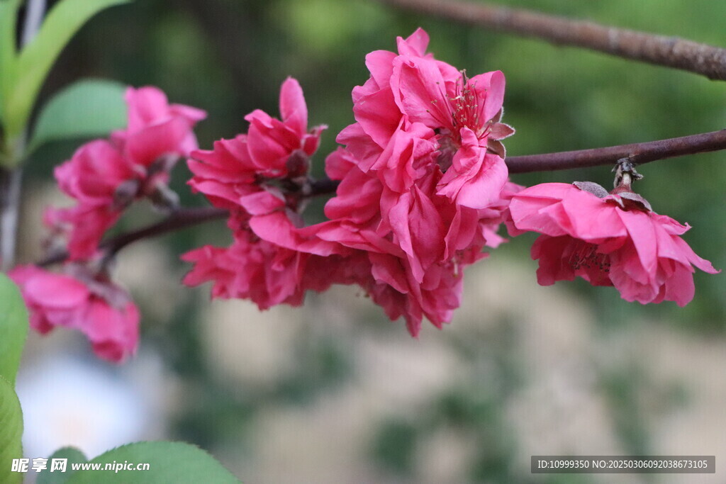 桃花
