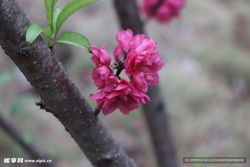 桃花
