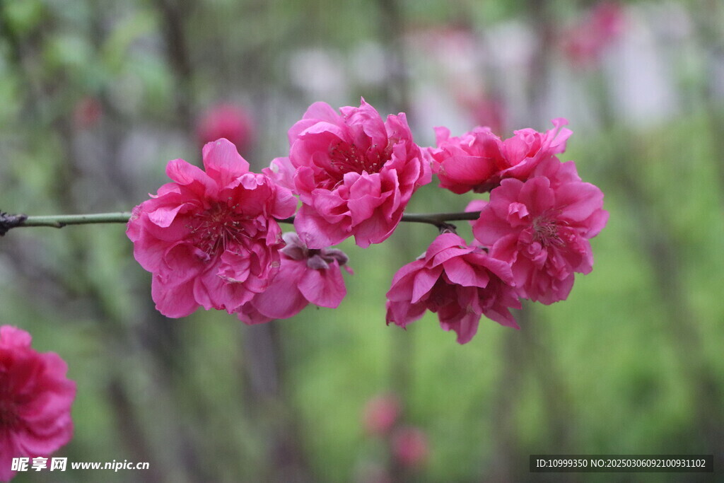 桃花