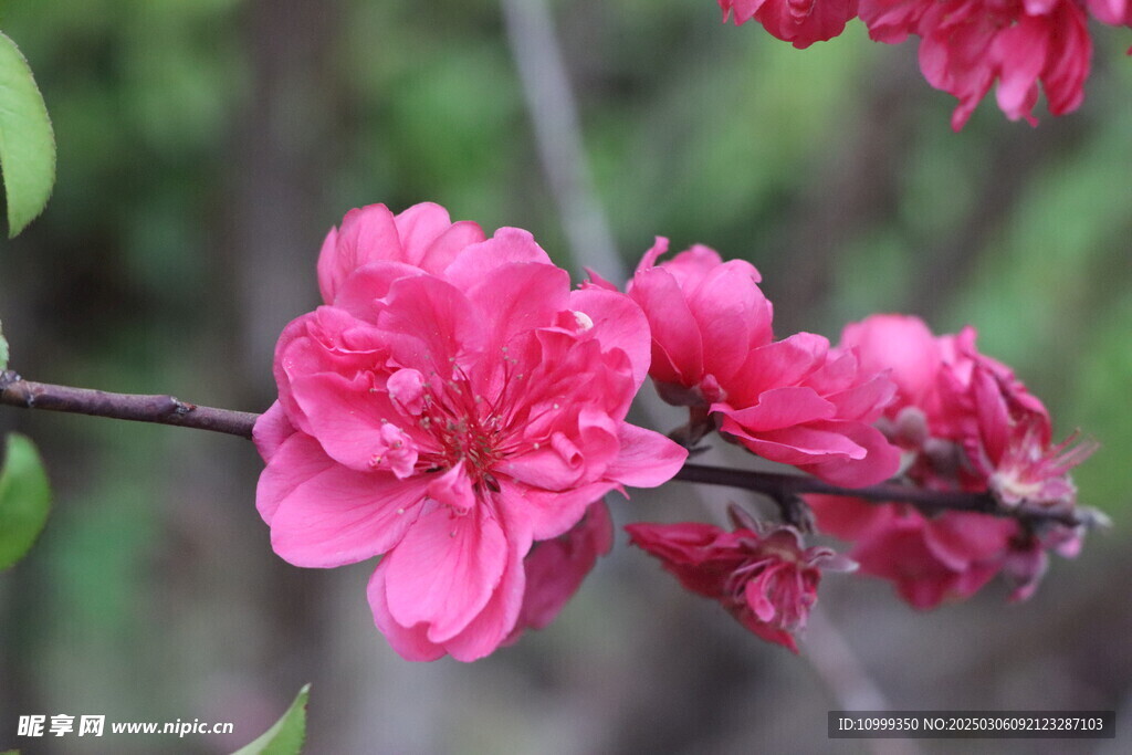 桃花