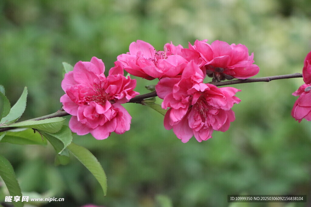 桃花