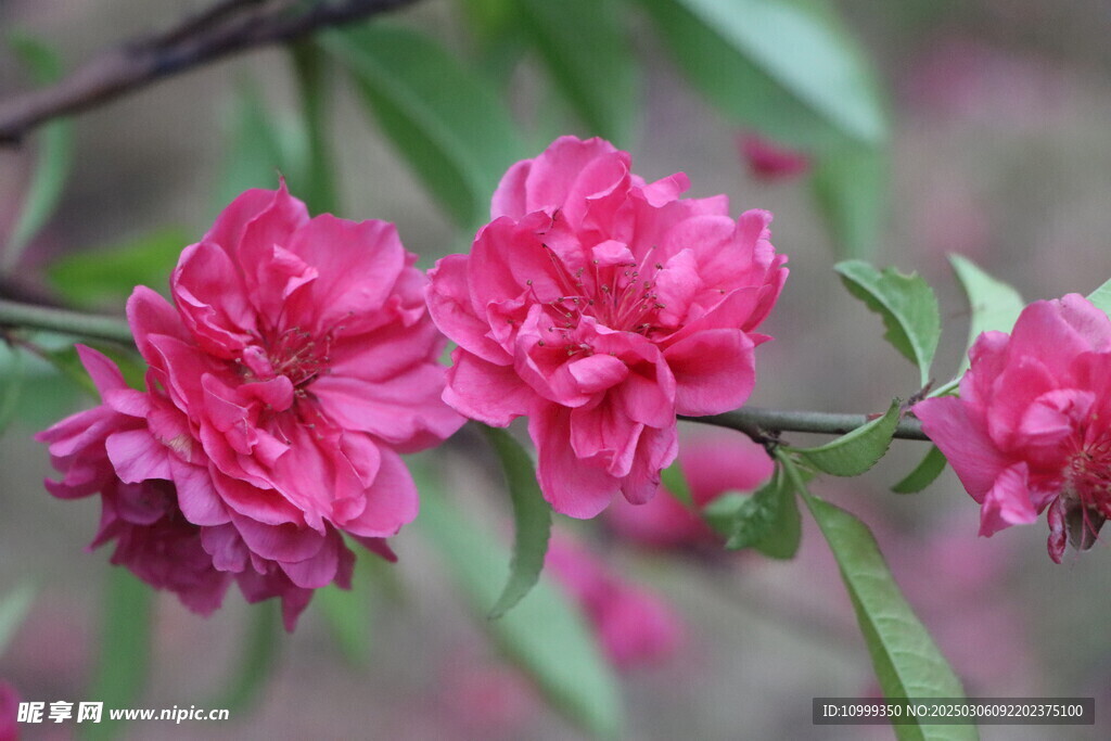桃花
