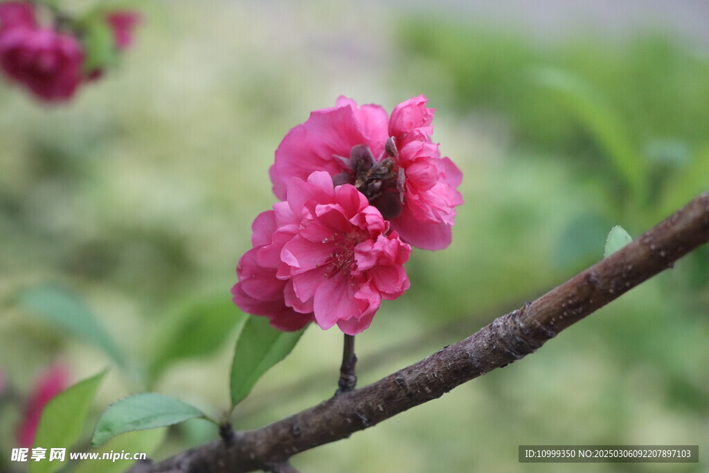 桃花