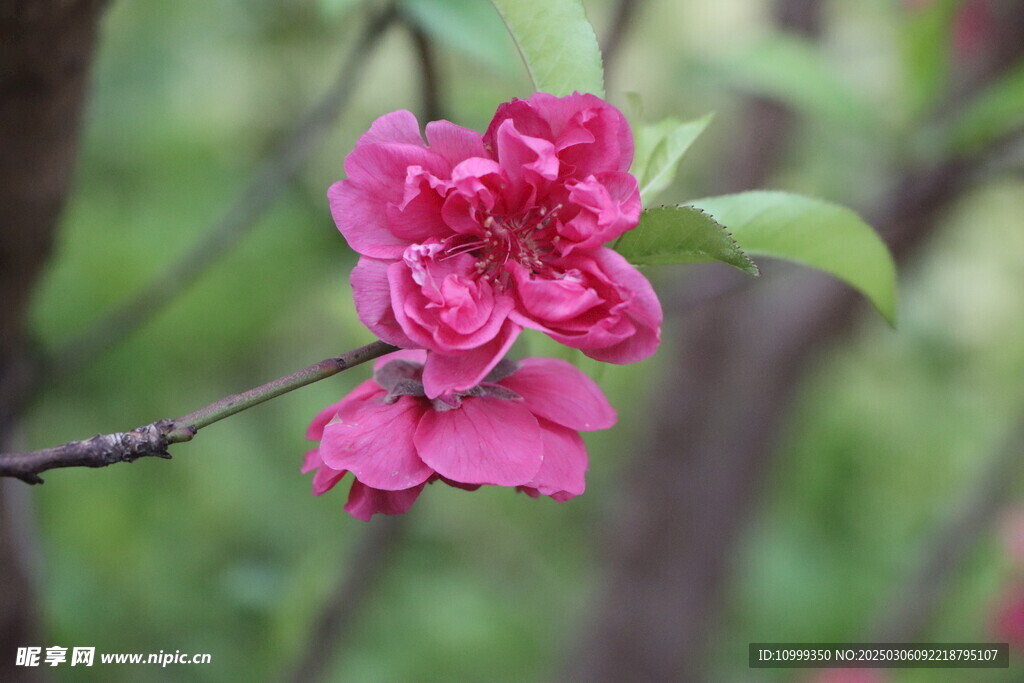 桃花