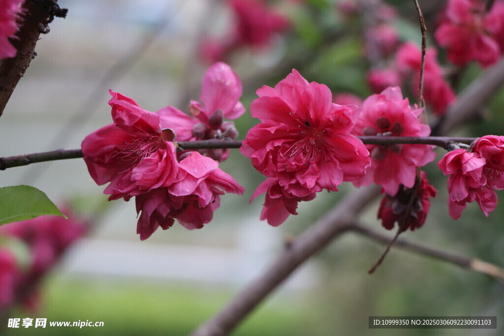 桃花