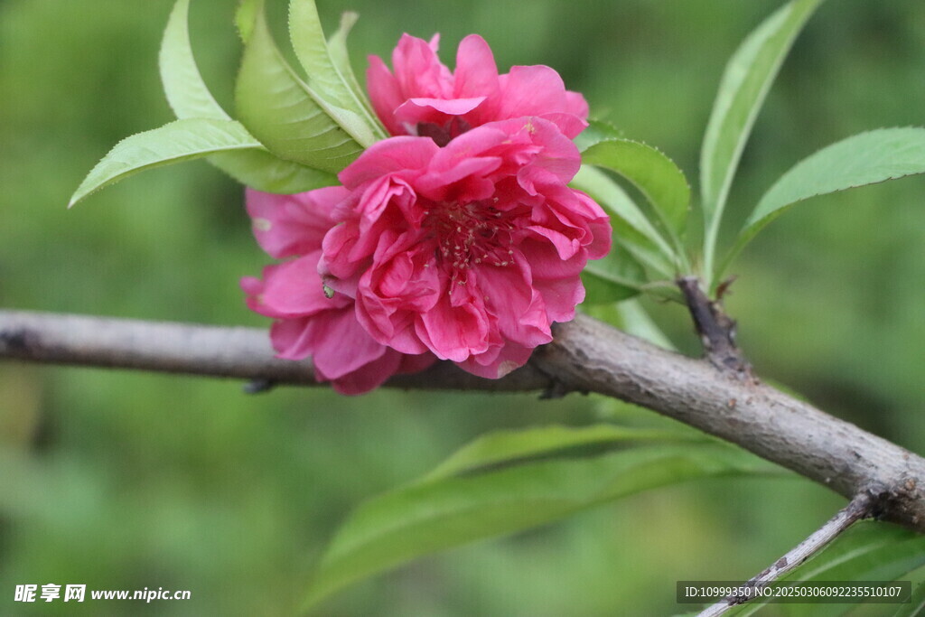 桃花