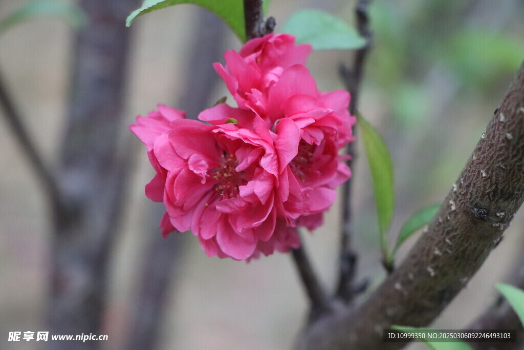 桃花