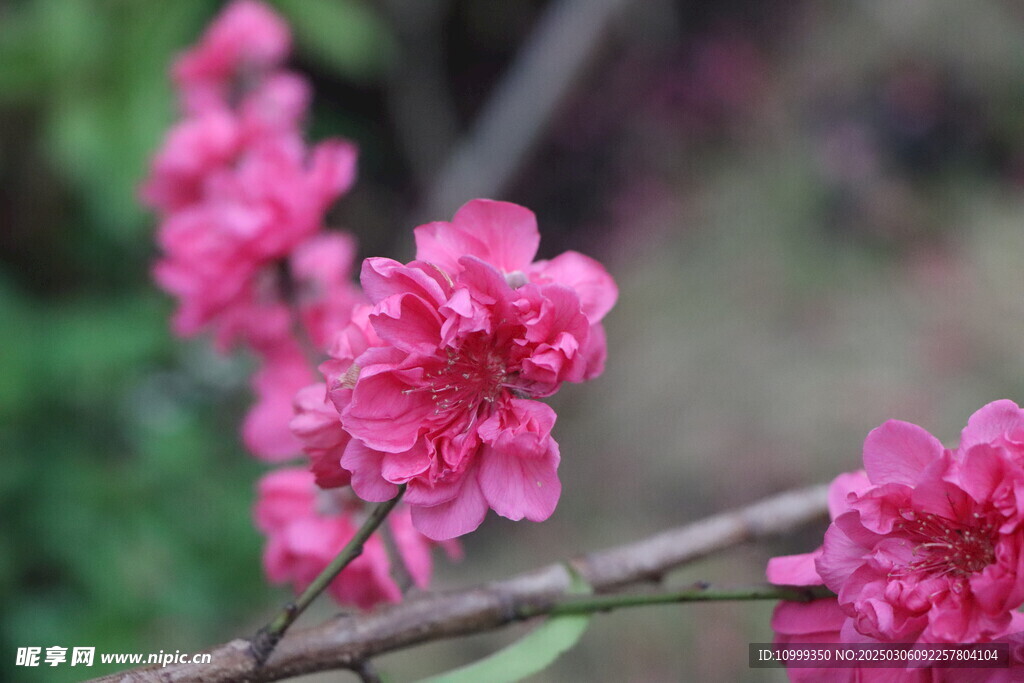 桃花