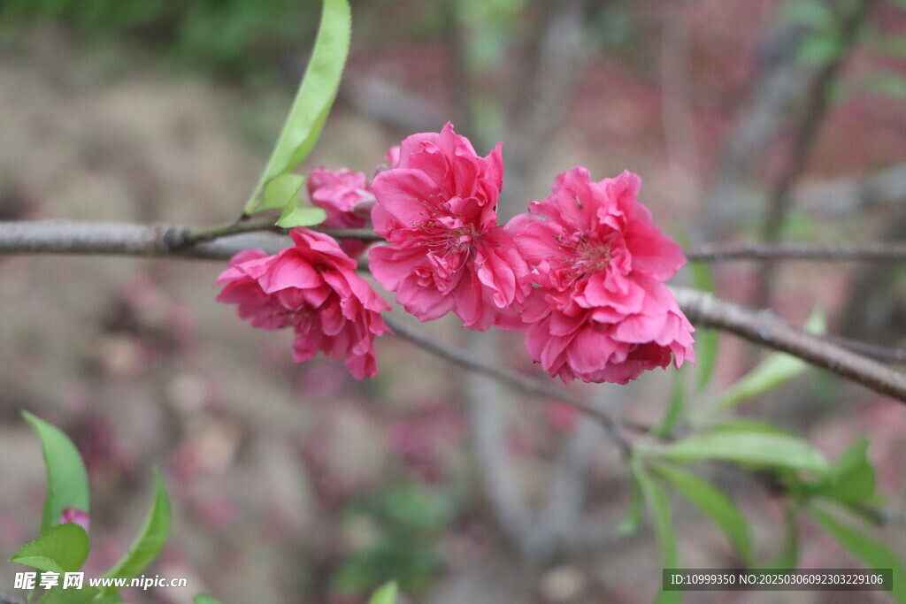 桃花