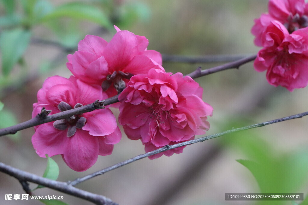 桃花