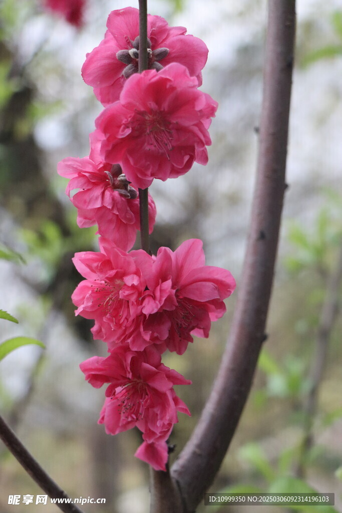 桃花