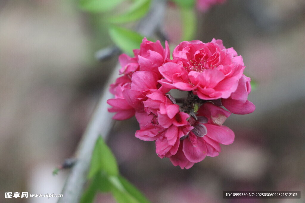 桃花