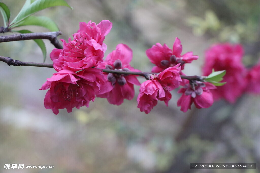 桃花