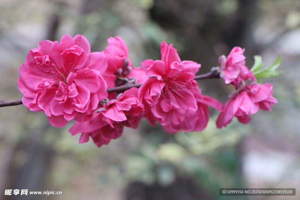 桃花