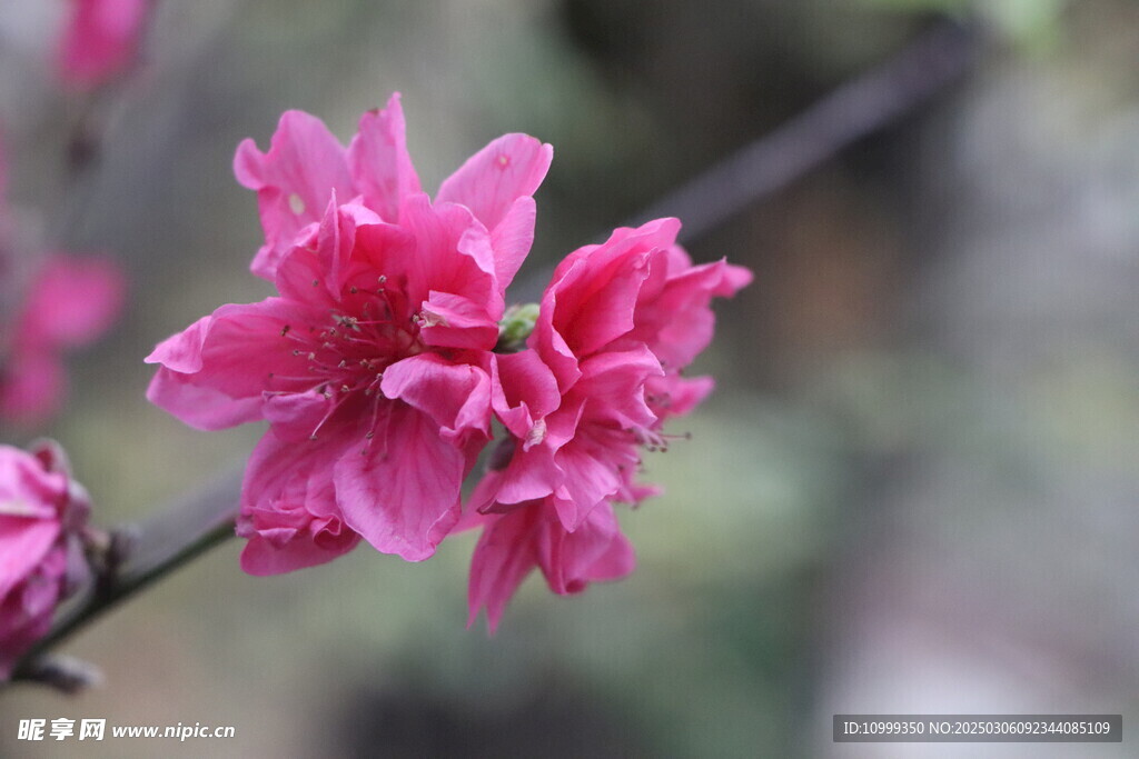 桃花