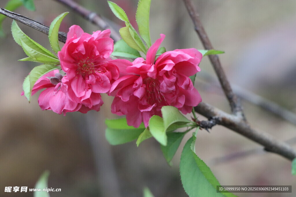 桃花