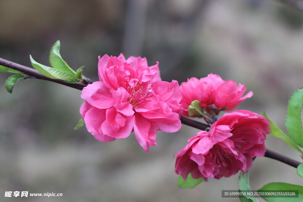 桃花