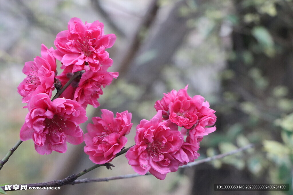 桃花