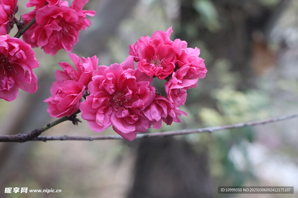 桃花