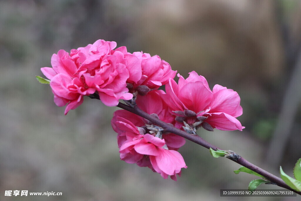 桃花