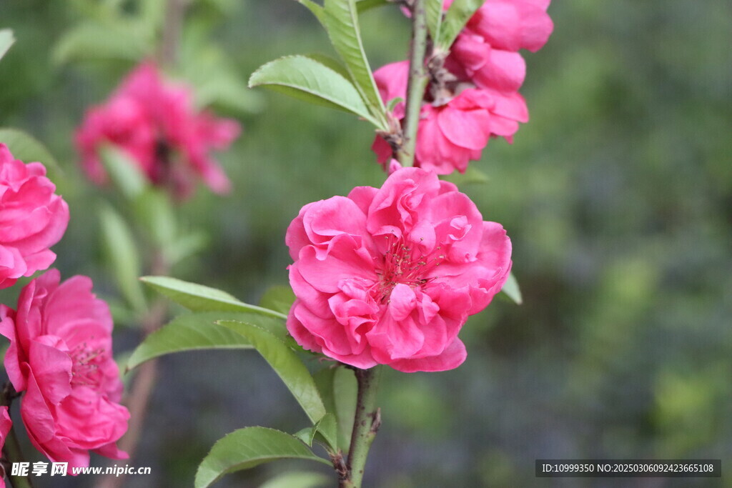 桃花