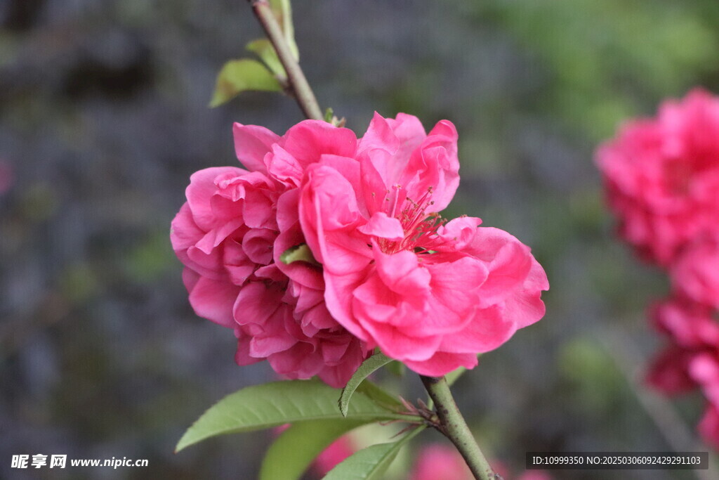 桃花