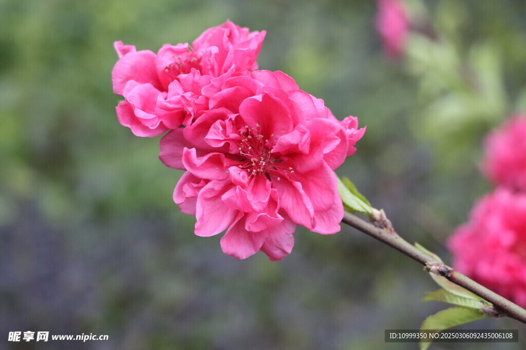 桃花