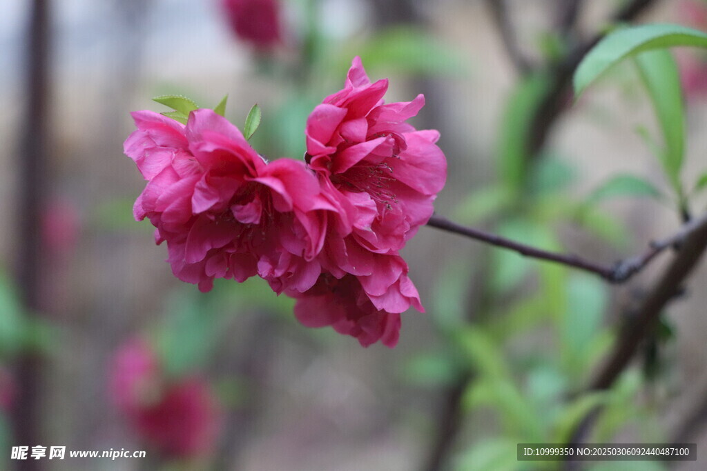 桃花