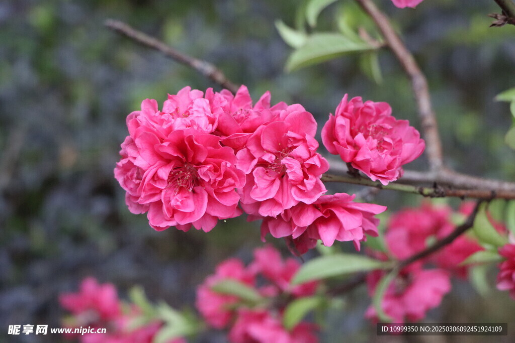 桃花